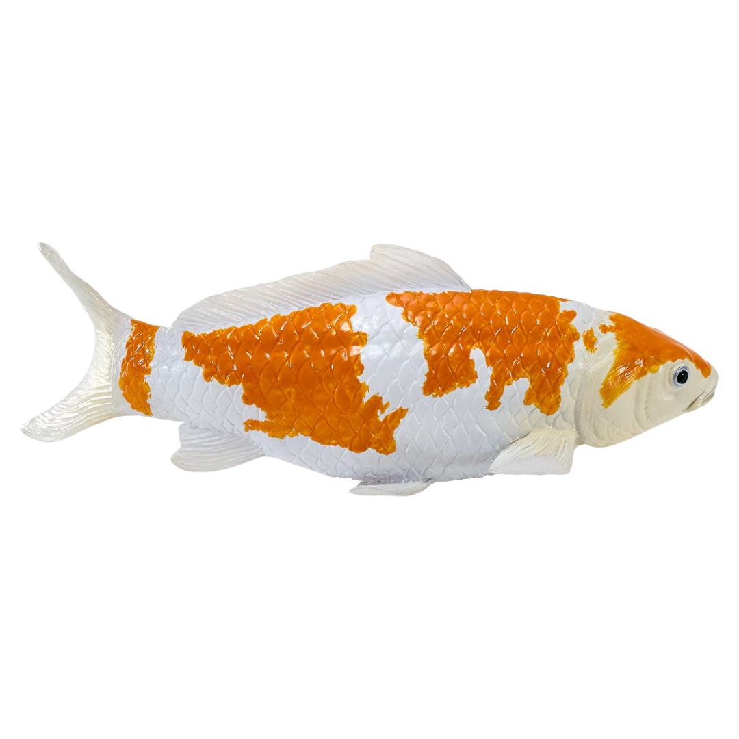 Mojo Koi Carp - Ochiba Shigure Koi (Gold White) Gift Boxed