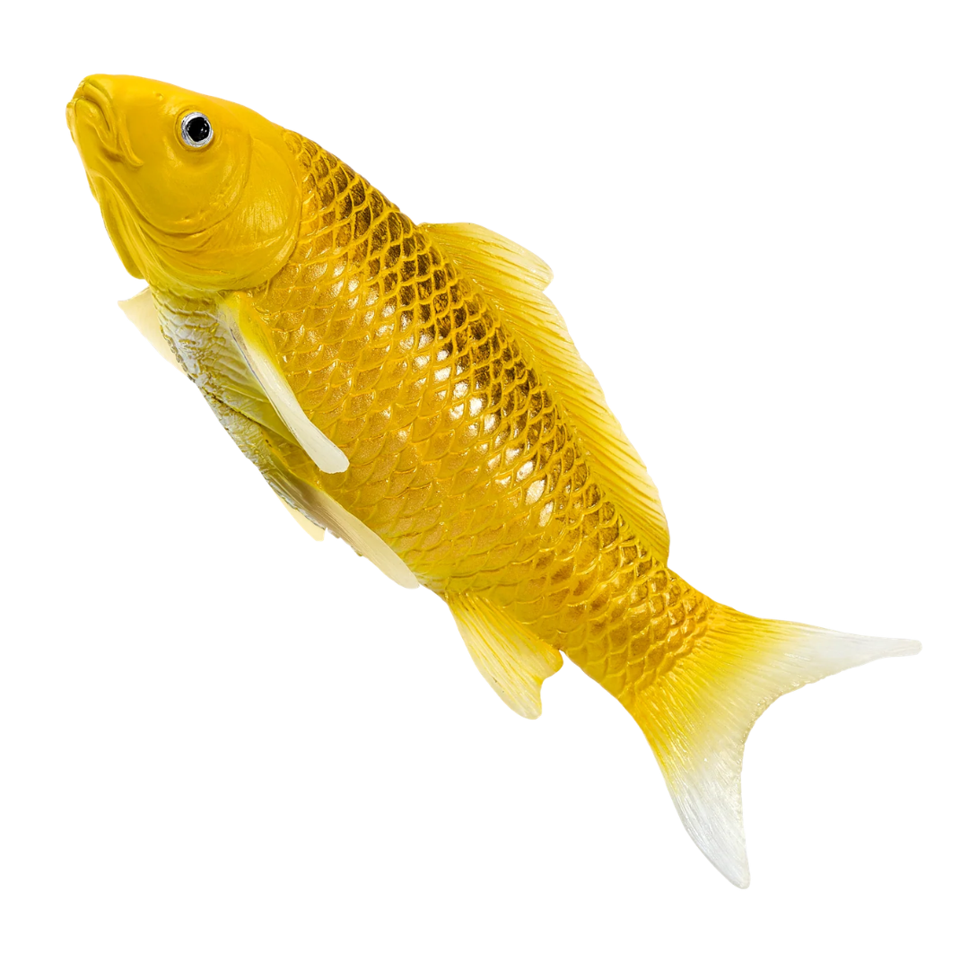 Mojo Koi Carp - Kin Matsuba Koi (Golden)