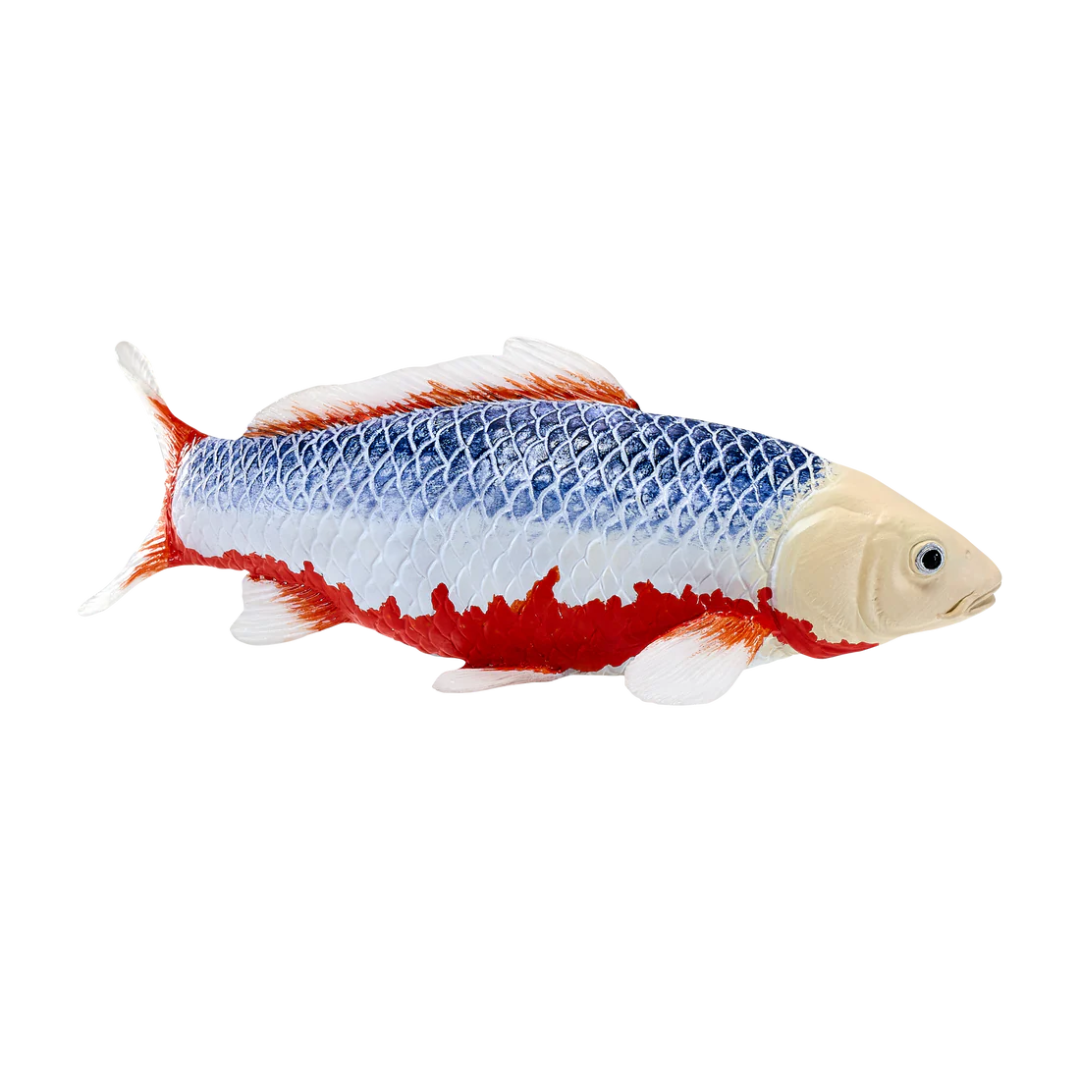 Mojo Koi Carp - Asagi Koi (blue red) Gift Boxed