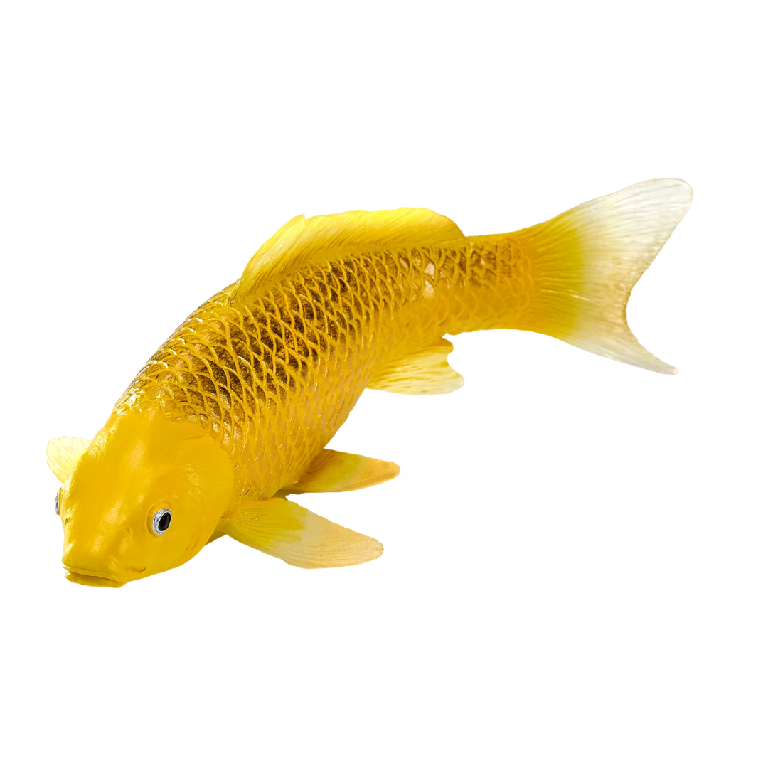 Mojo Koi Carp - Kin Matsuba Koi (Golden)