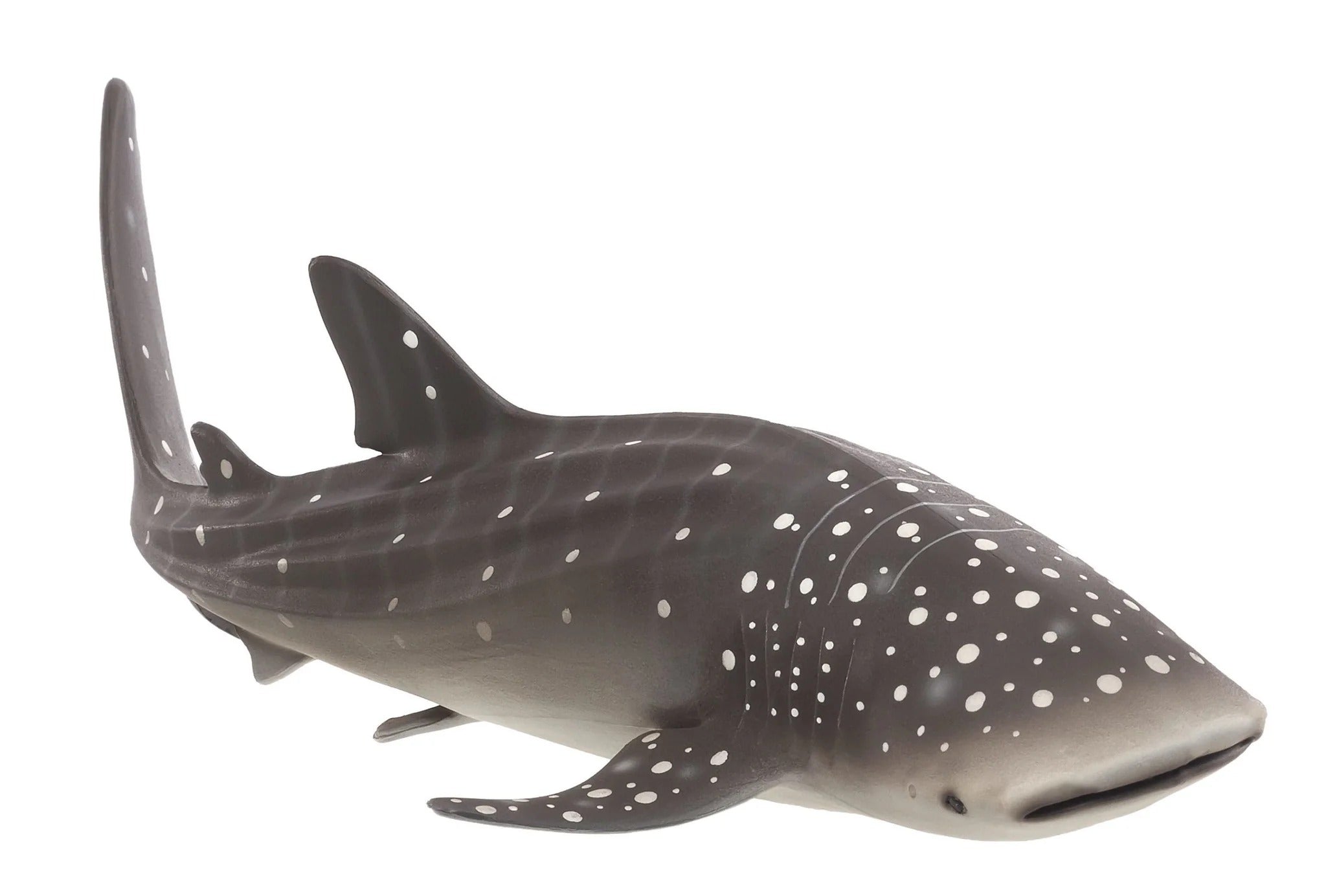 Mojo Whale Shark  (Portugal)-DI