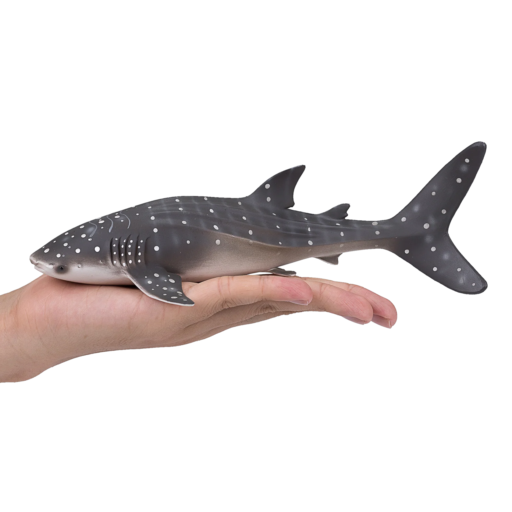 Mojo Whale Shark  (Portugal)-DI