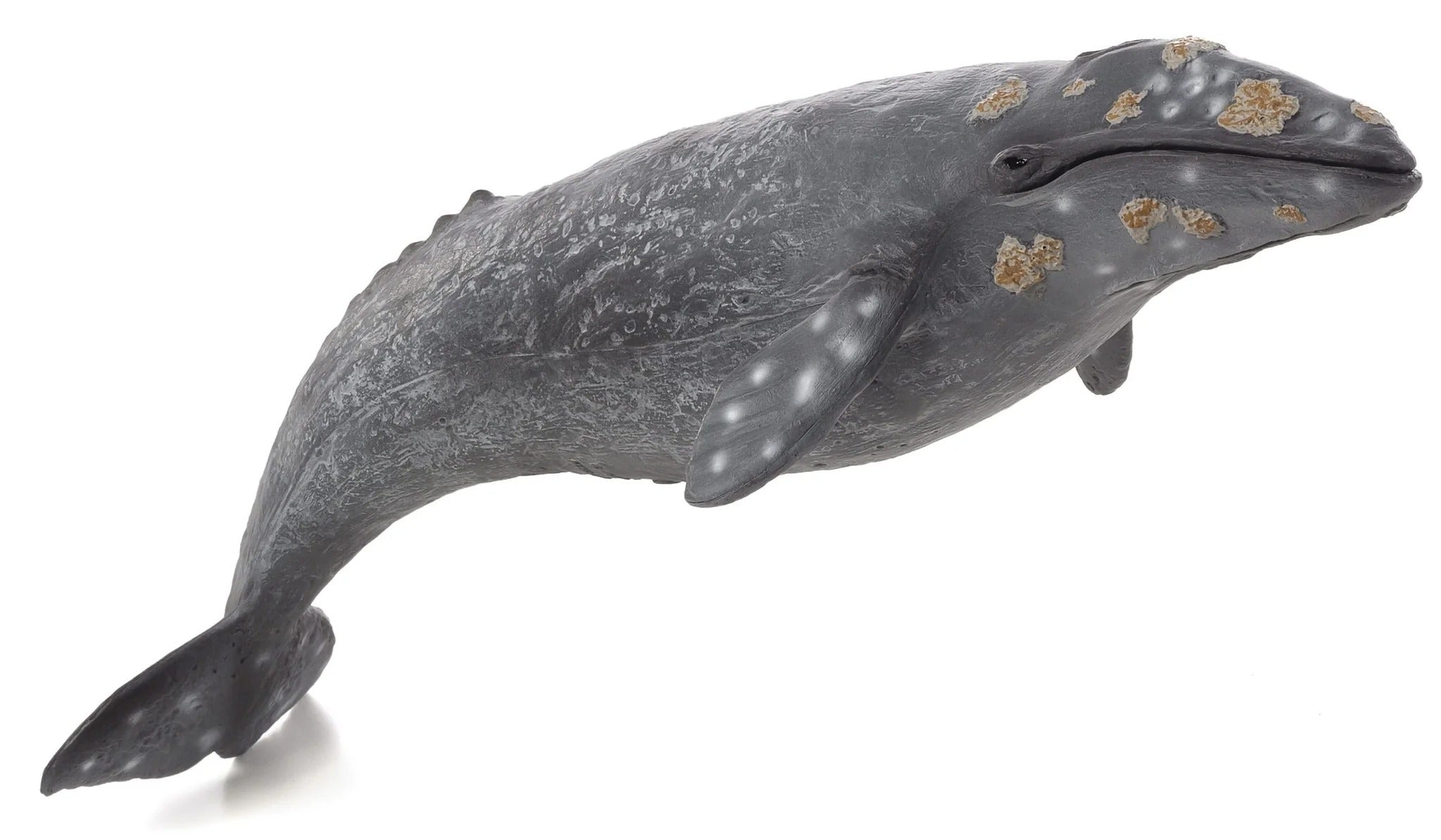 Mojo Grey Whale (Portugal) - DII