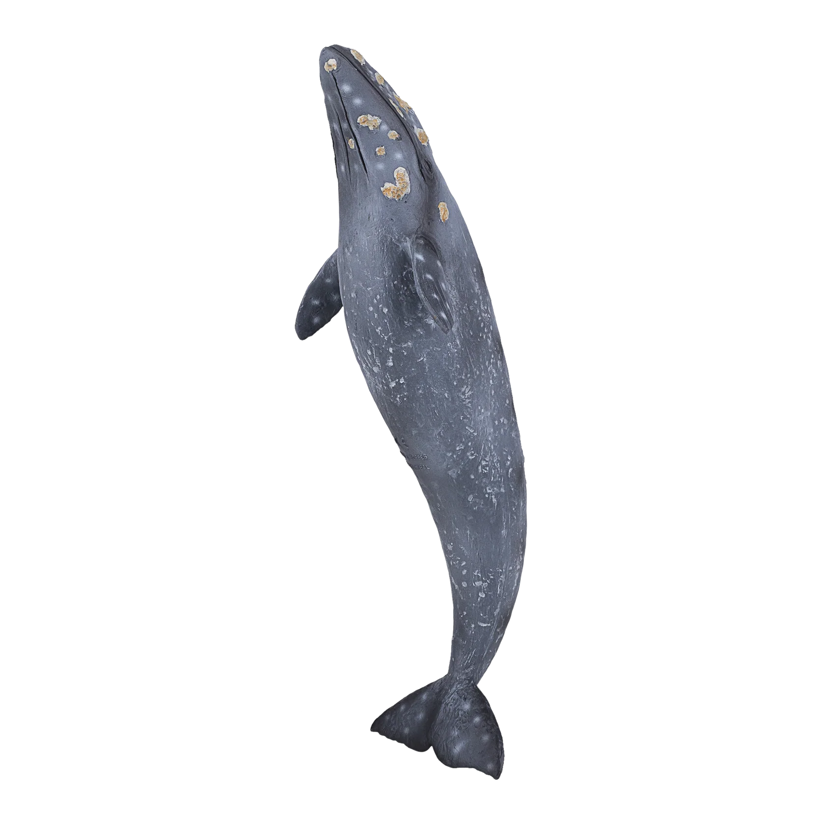 Mojo Grey Whale (Portugal) - DII