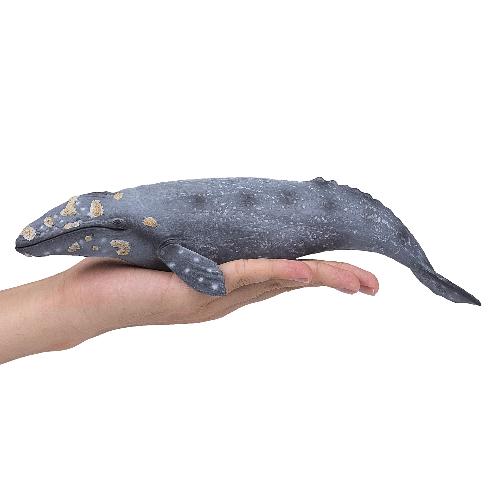 Mojo Grey Whale (Portugal) - DII