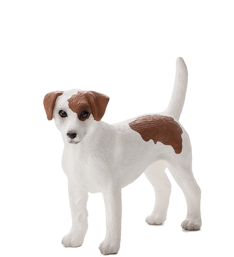 Mojo Jack Russell Terrier  - M
