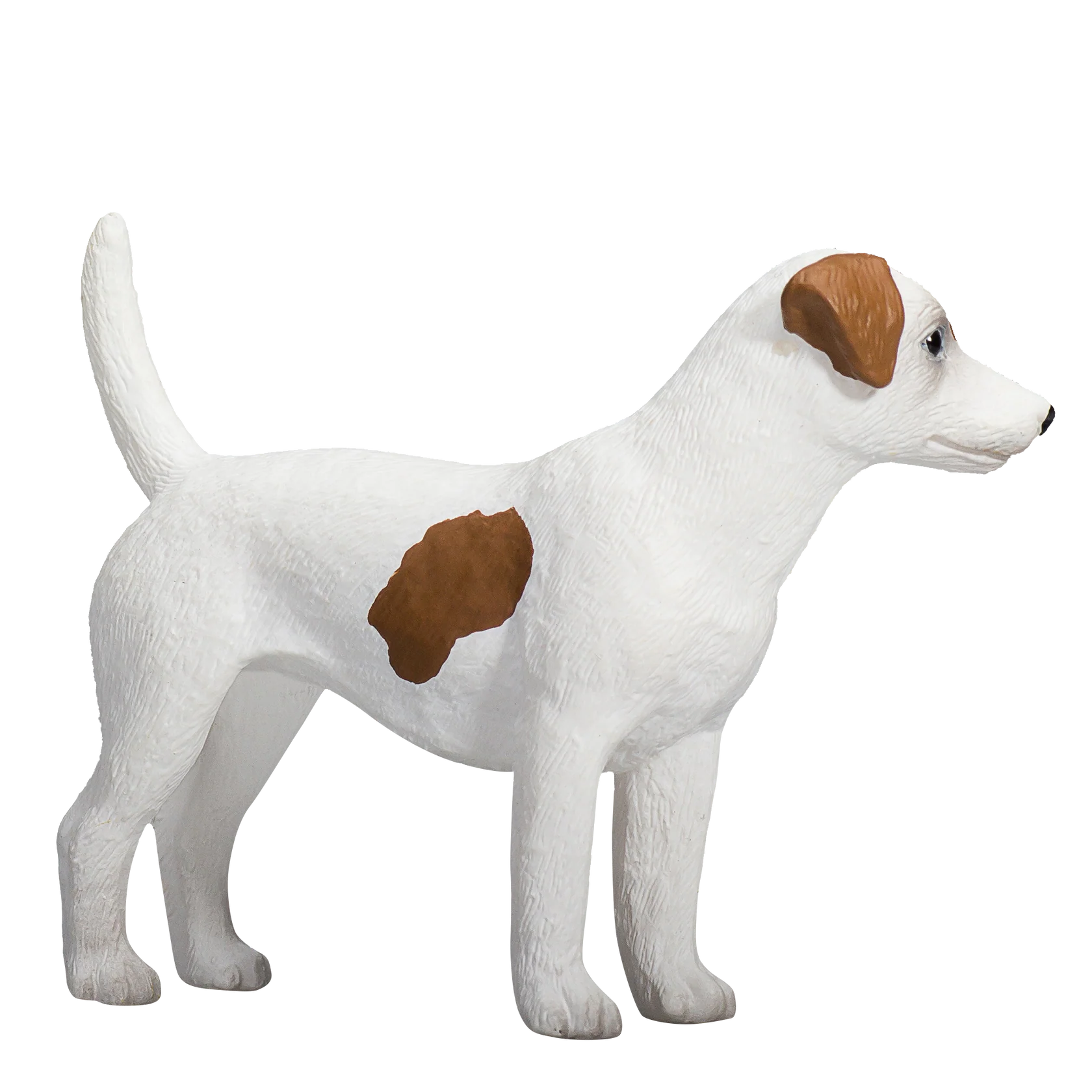 Mojo Jack Russell Terrier  - M