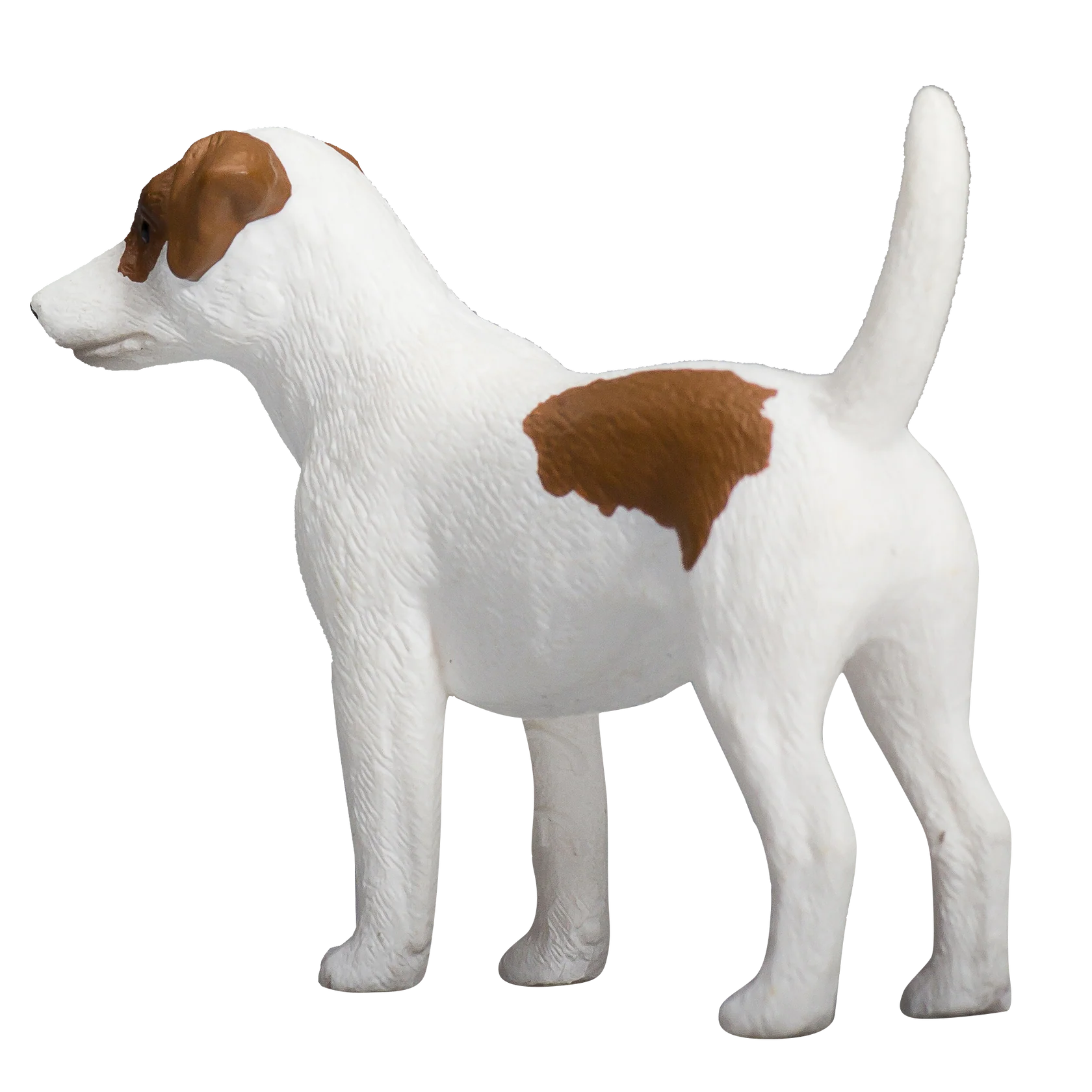 Mojo Jack Russell Terrier  - M