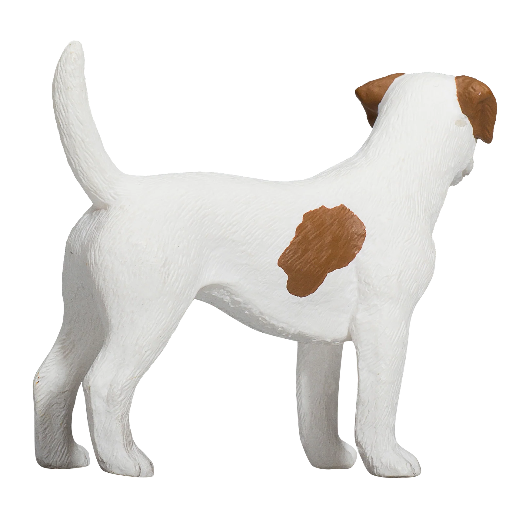 Mojo Jack Russell Terrier  - M