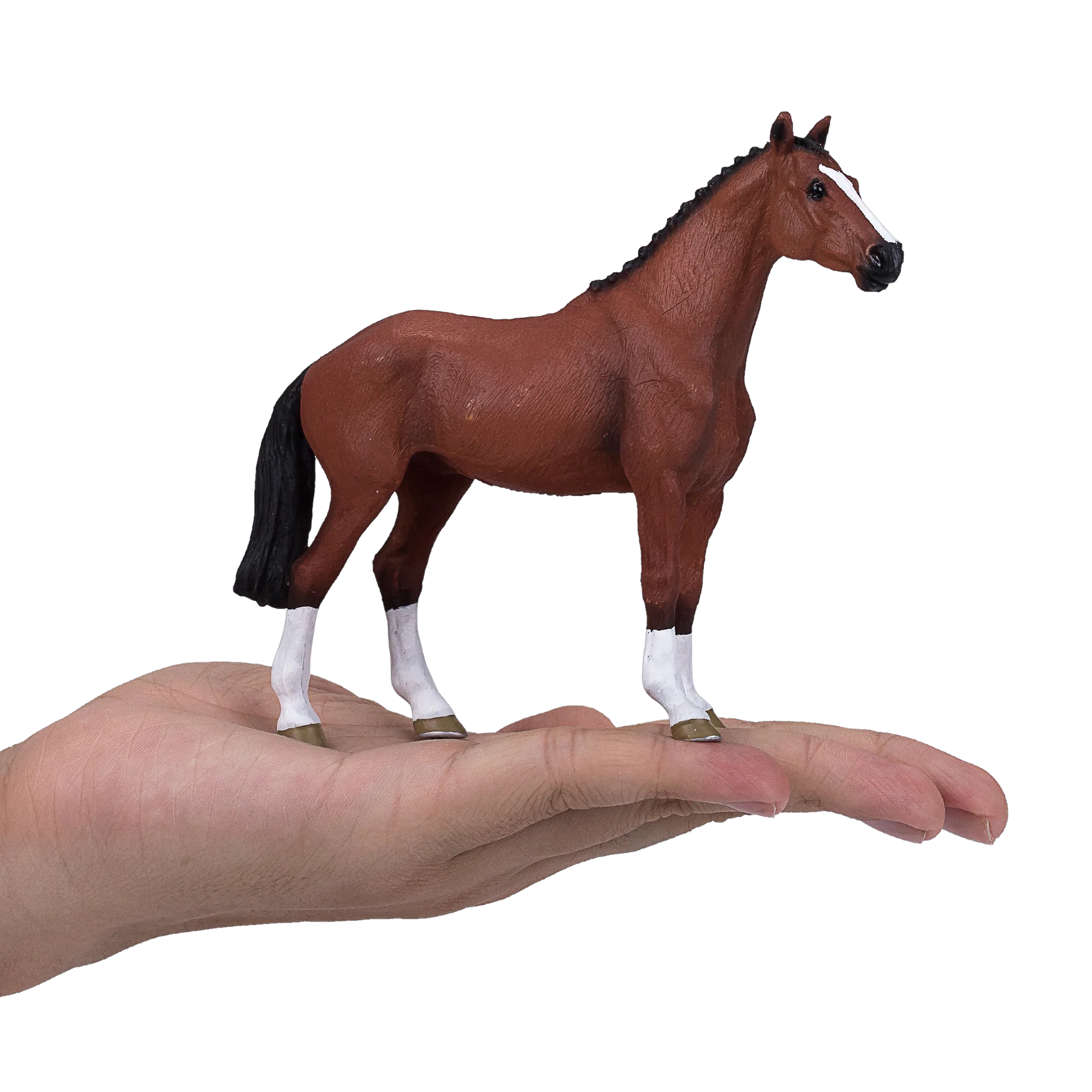 Mojo Dutch Warmblood  (Portugal)