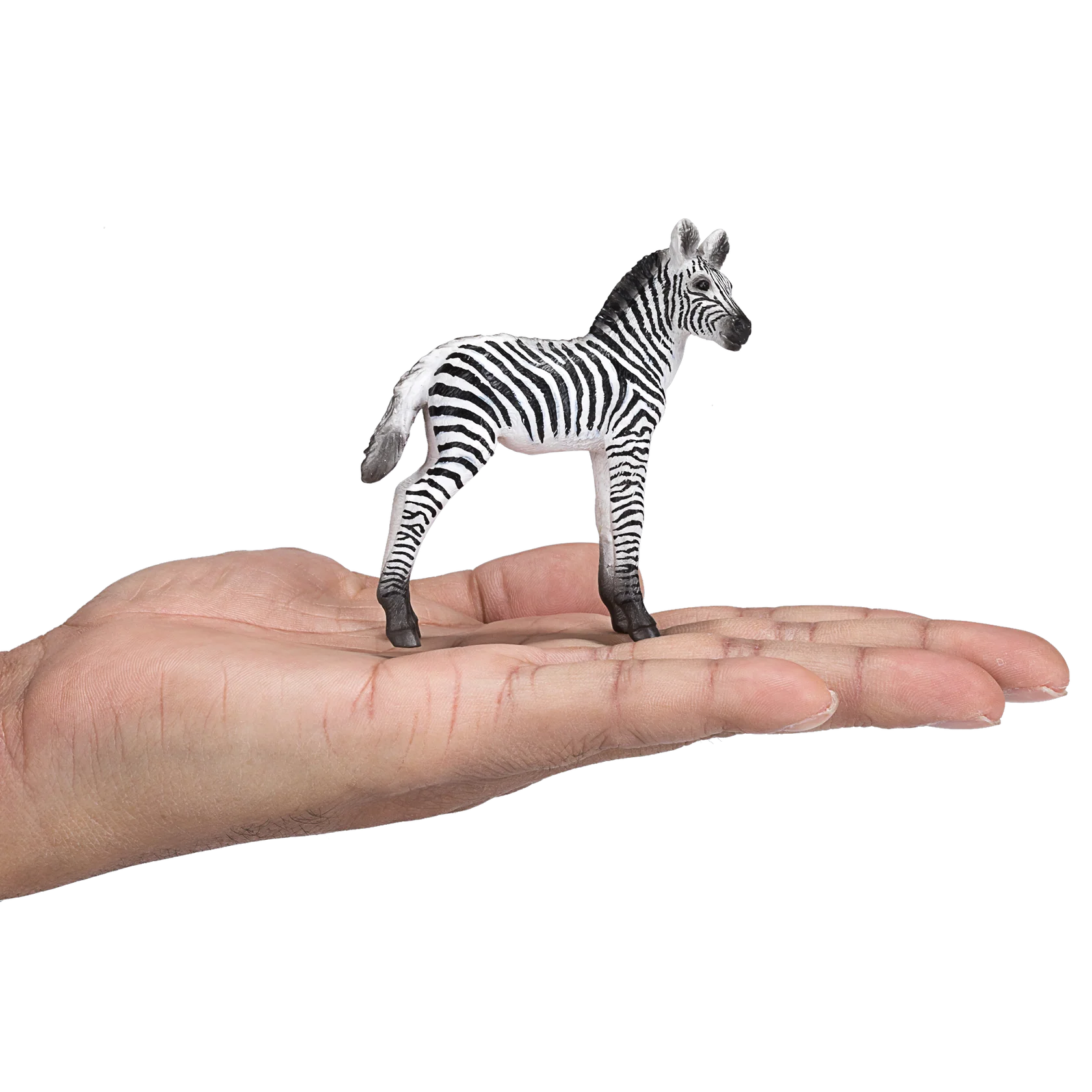 Mojo Zebra Foal - M