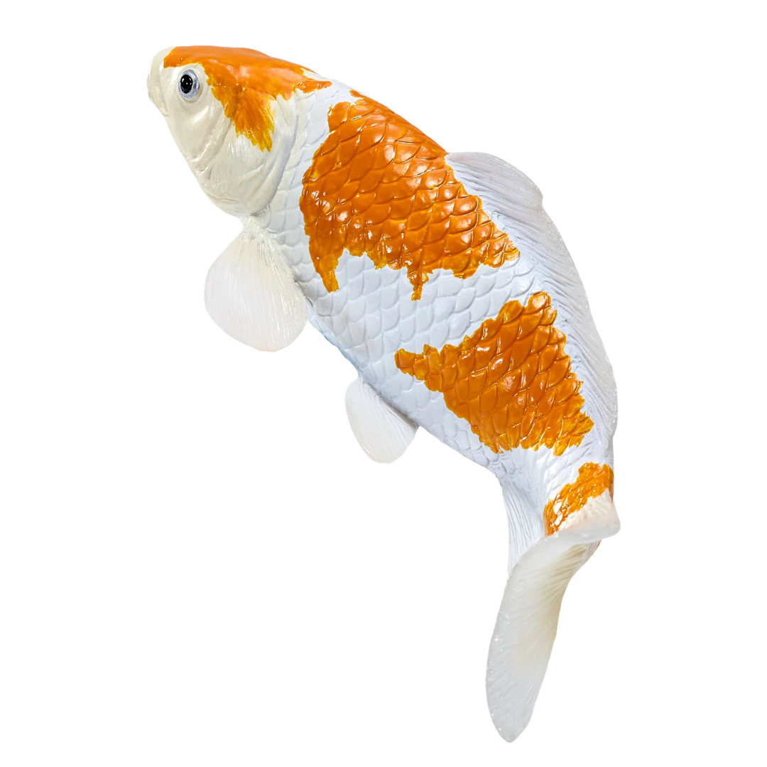 Mojo Koi Carp - Ochiba Shigure Koi (Gold White)