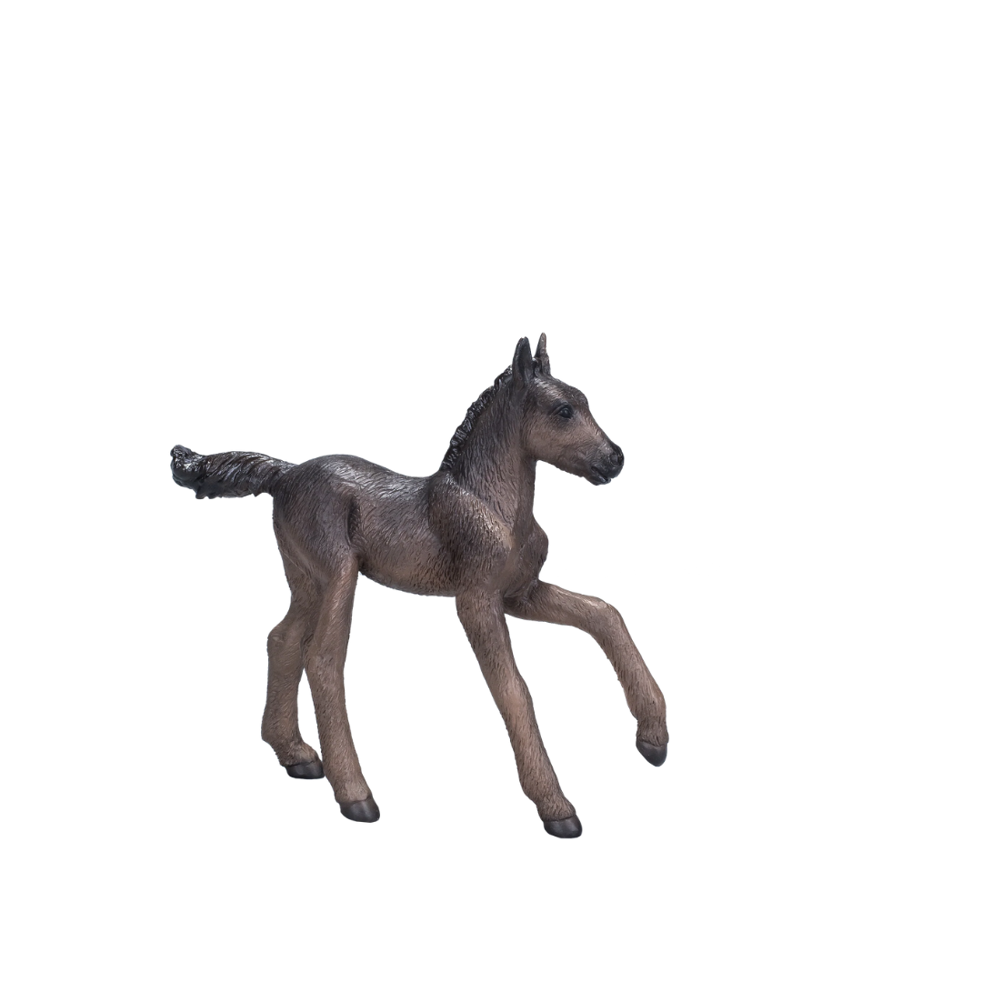 Arabian Foal Black  - M