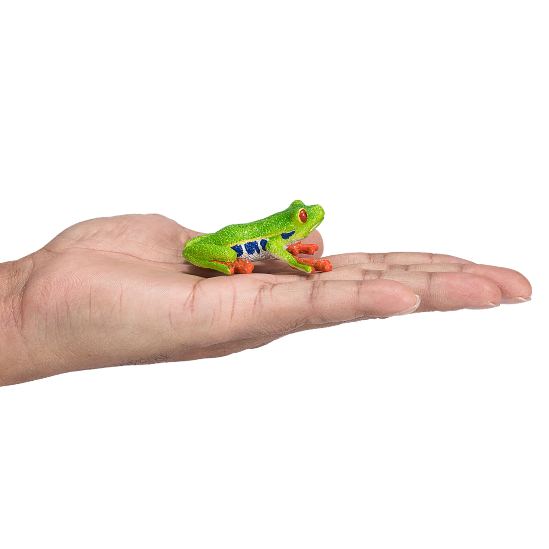 Mojo Red Eyed Tree Frog - M
