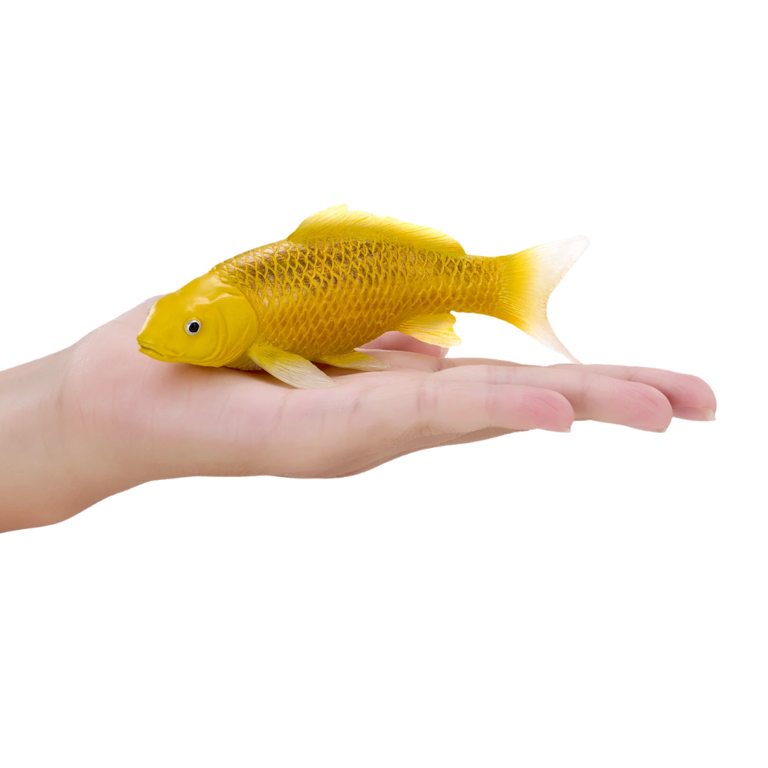 Mojo Koi Carp - Kin Matsuba Koi (Golden) Gift Boxed
