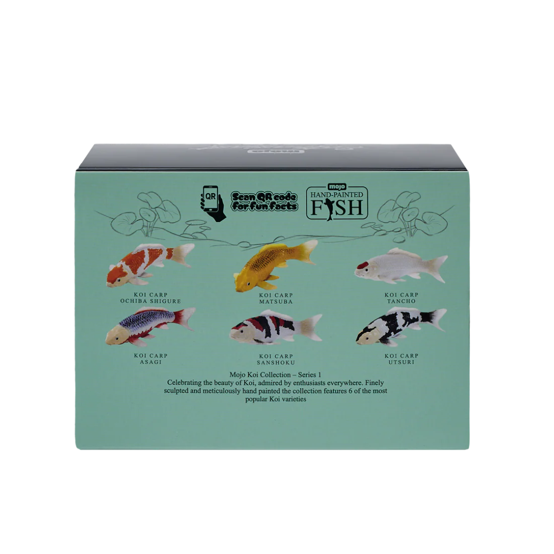 Mojo Koi Carp - Asagi Koi (blue red) Gift Boxed