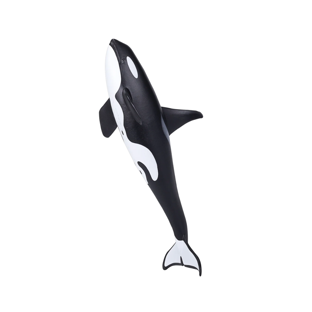 Male Orca-XXL