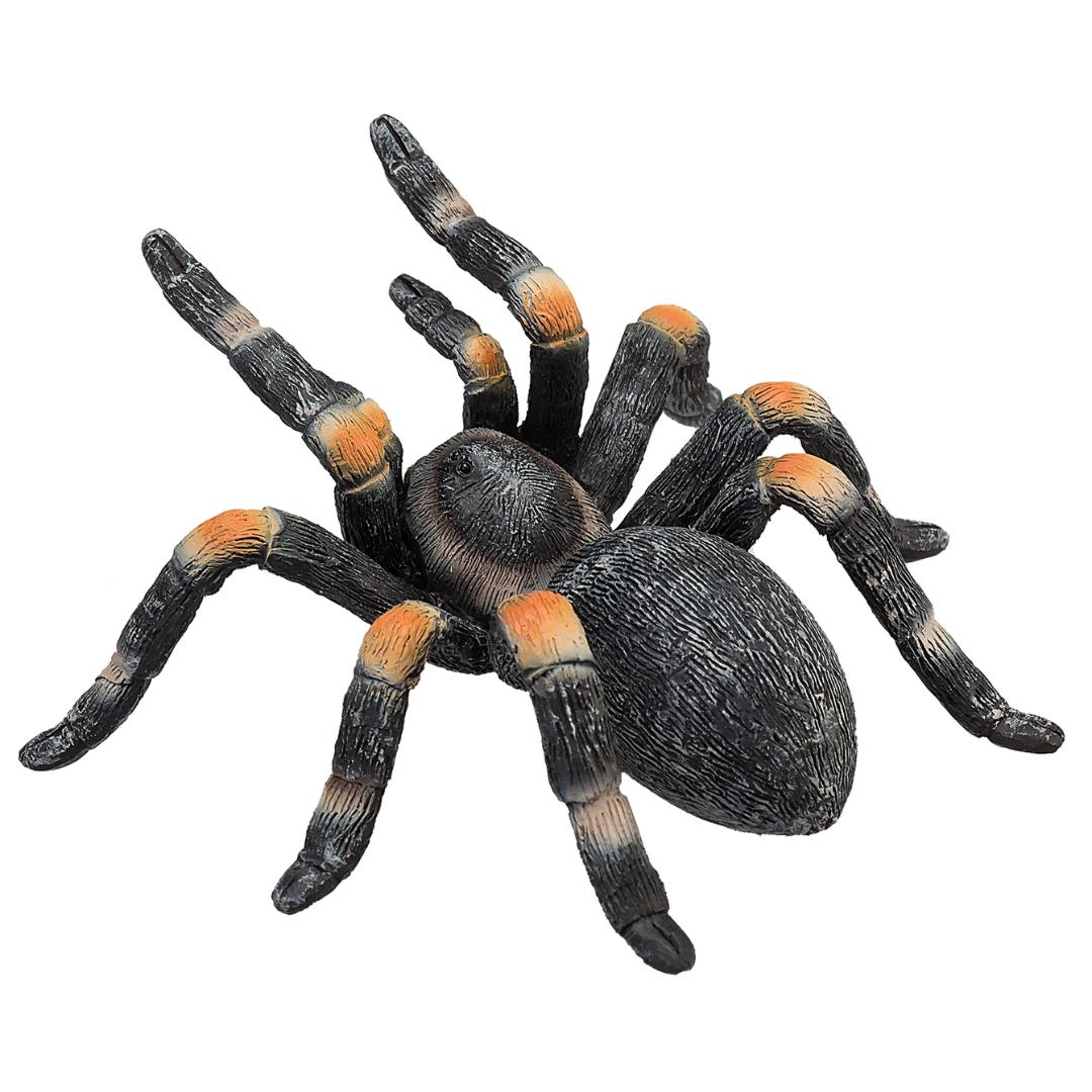 Mojo Red Kneed Tarantula - M