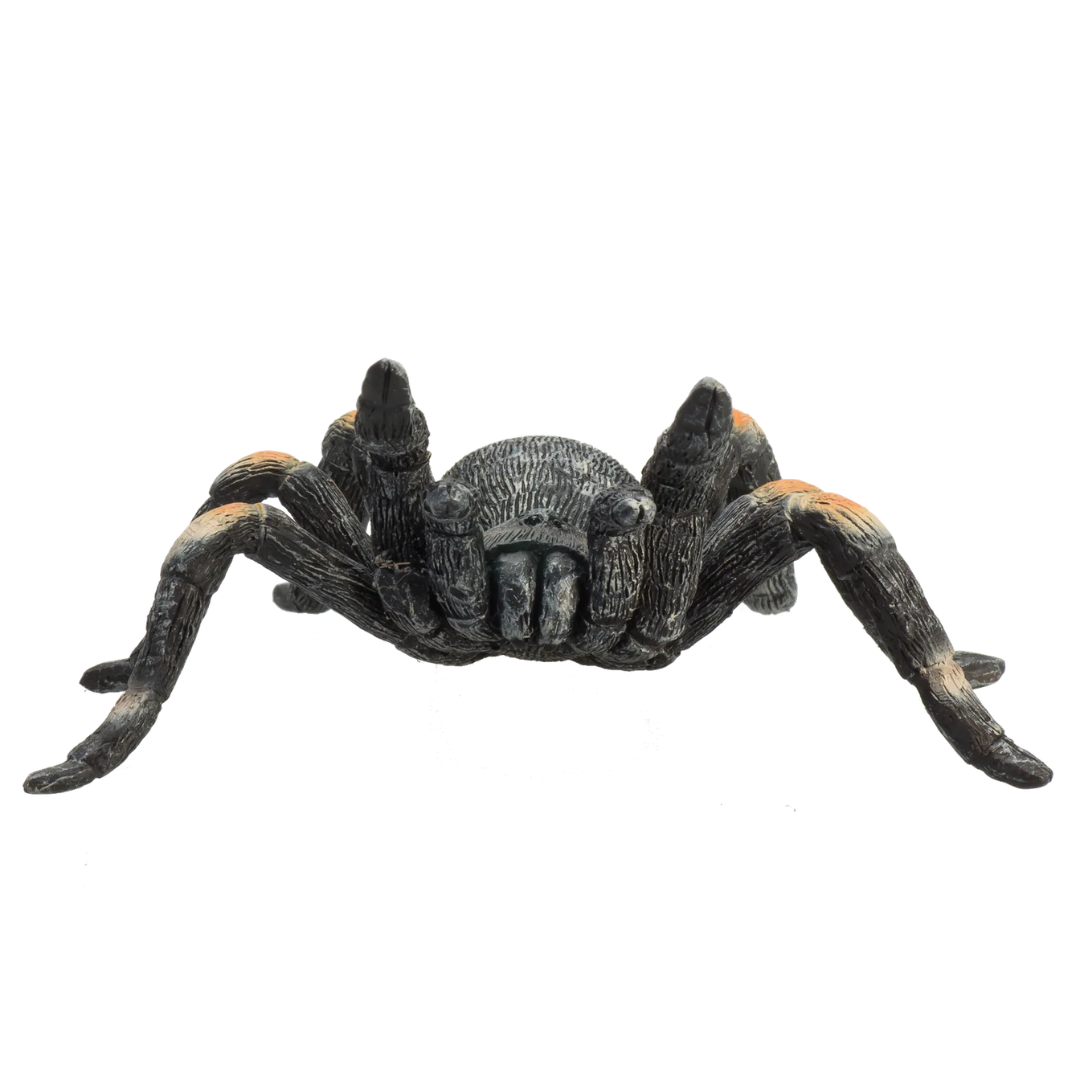 Mojo Red Kneed Tarantula - M