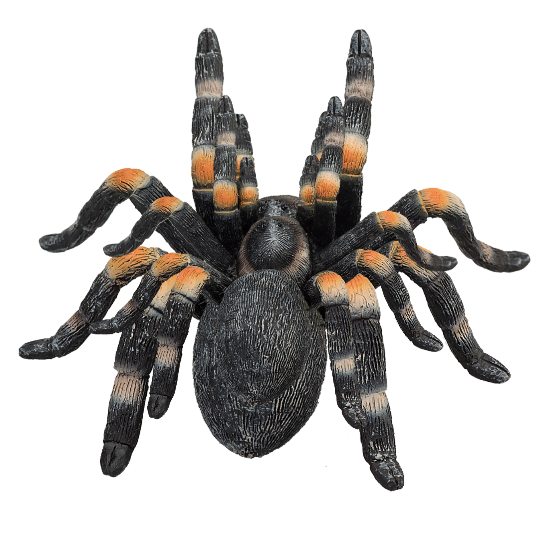 Mojo Red Kneed Tarantula - M