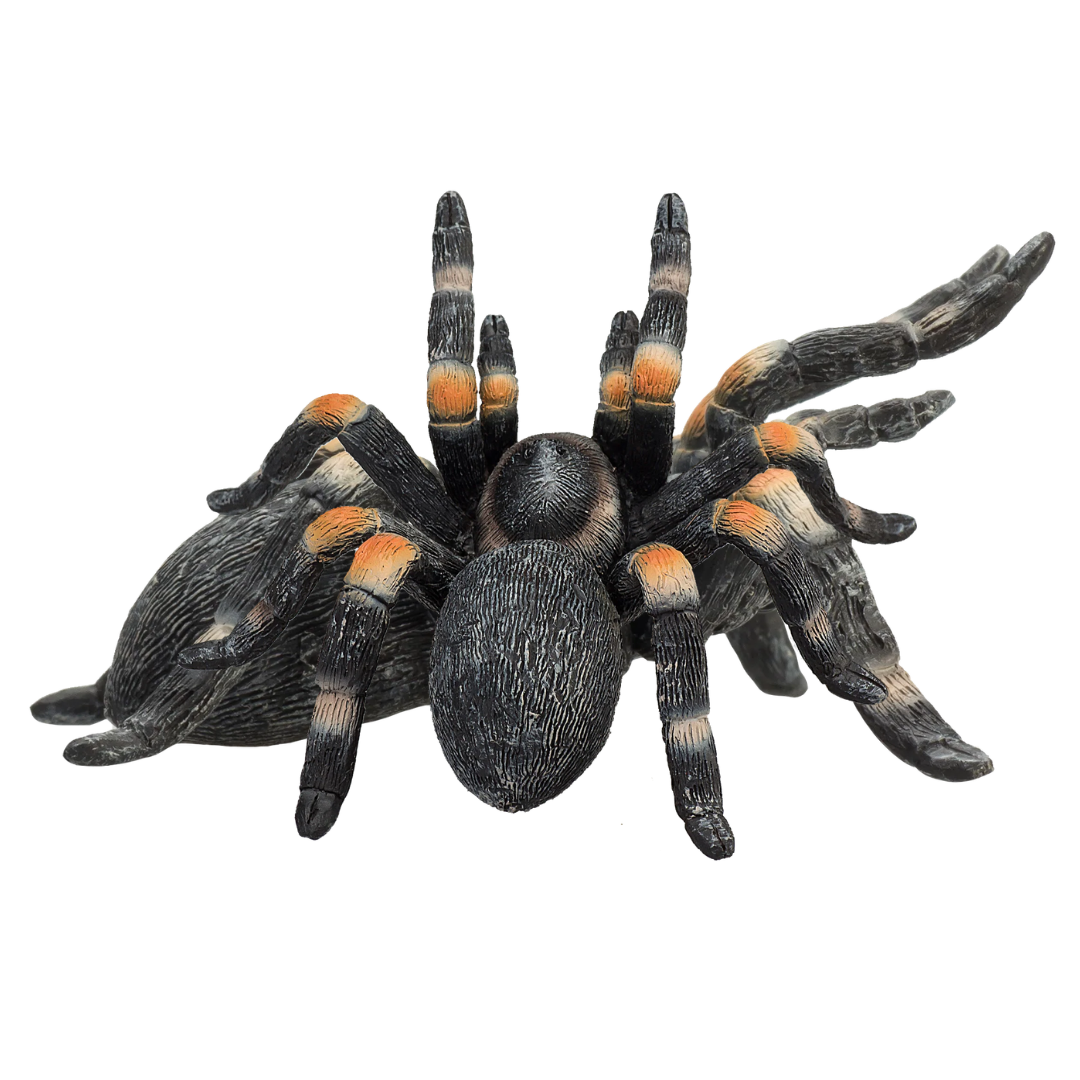 Mojo Red Kneed Tarantula - M