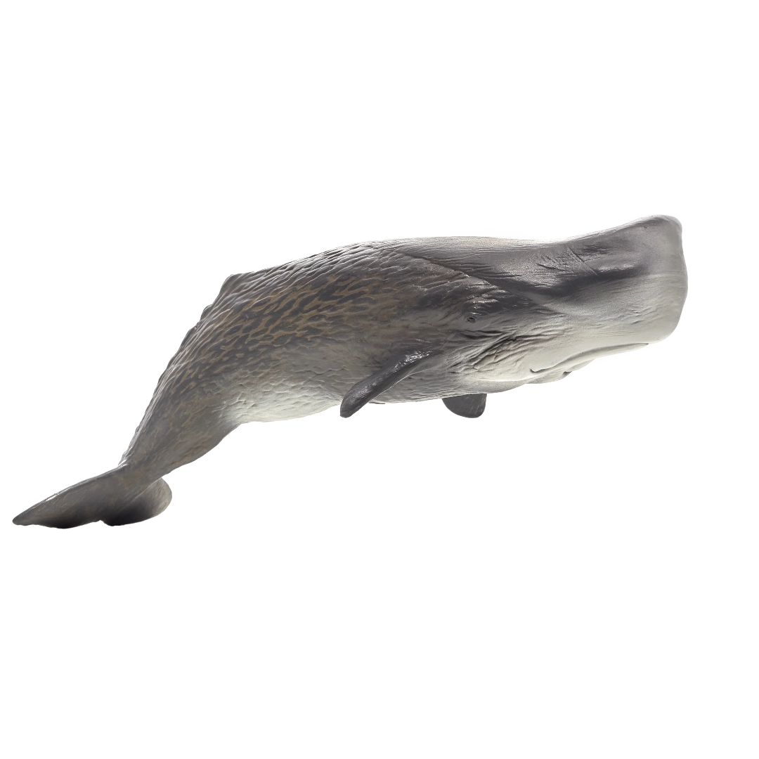 Mojo Sperm Whale  (Portugal) - DII