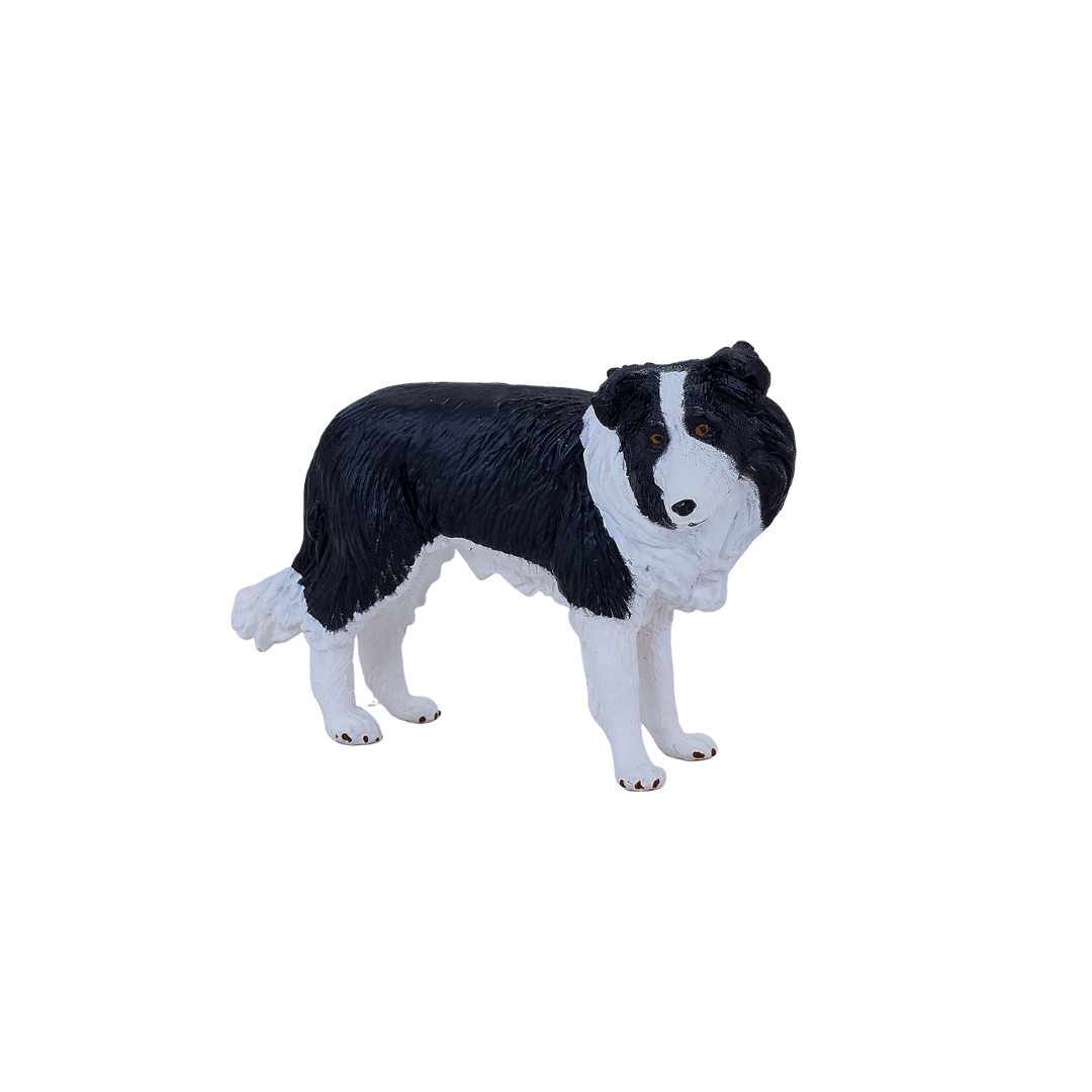 Mojo Border Collie - M