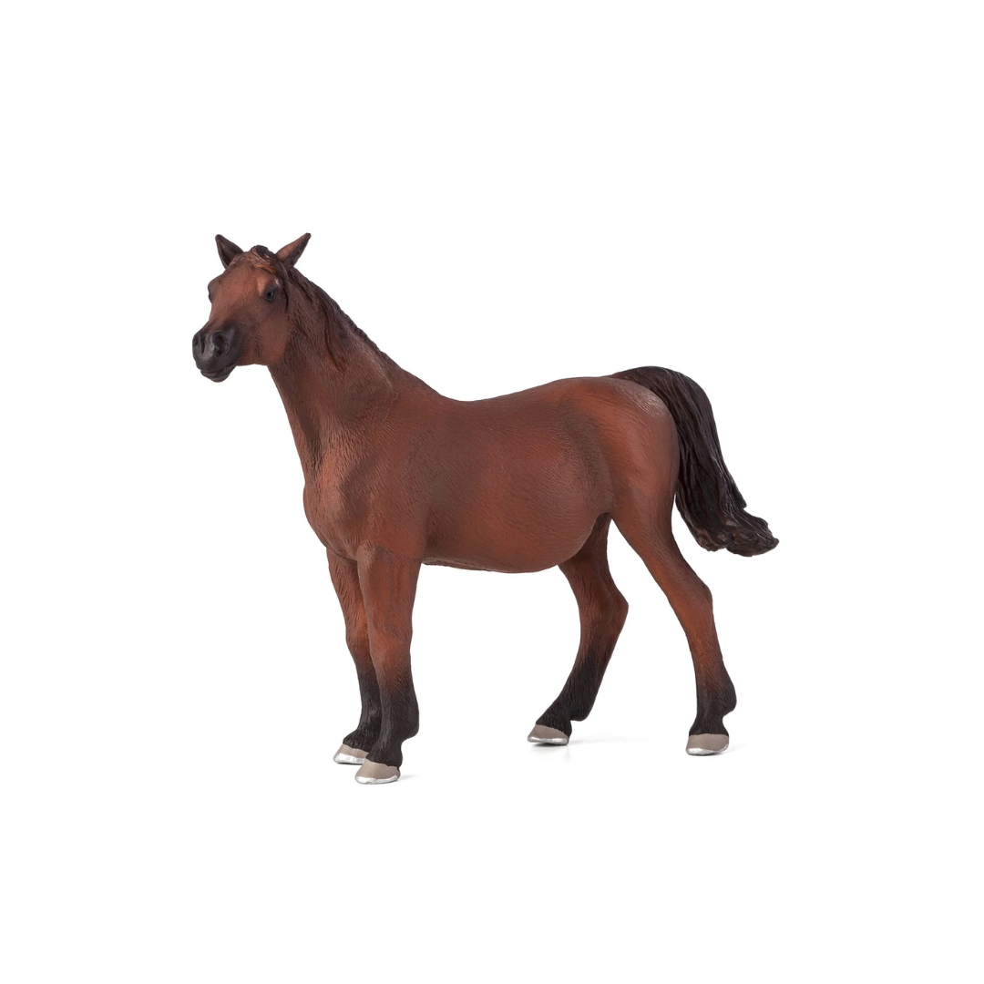 Mojo Arabian Mare in Foal - XL