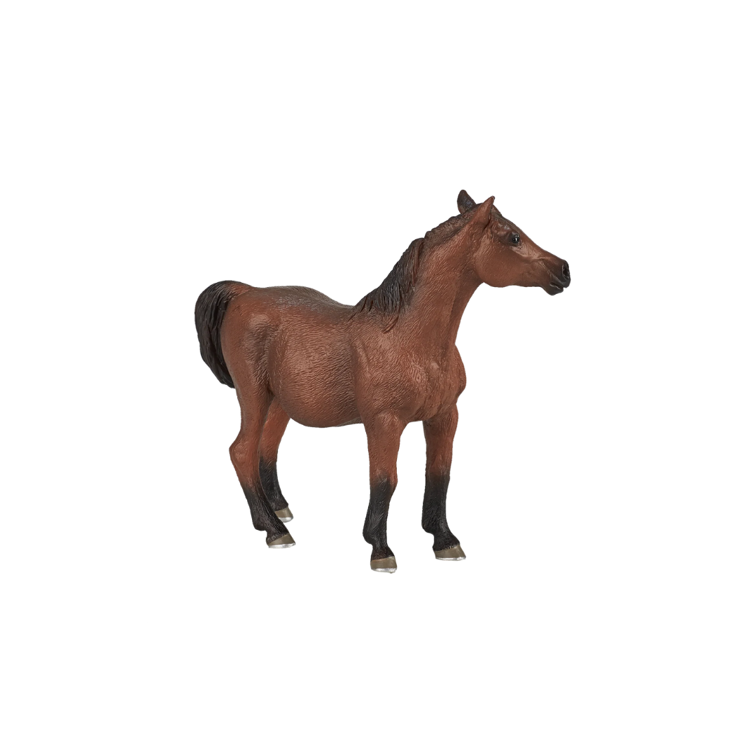 Mojo Arabian Mare in Foal - XL