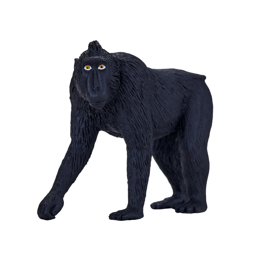 Black Crested Macaque - M