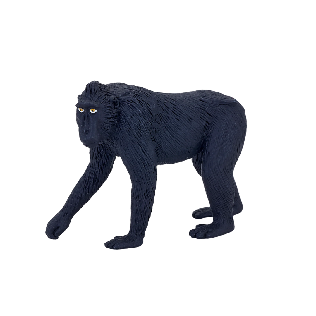 Black Crested Macaque - M