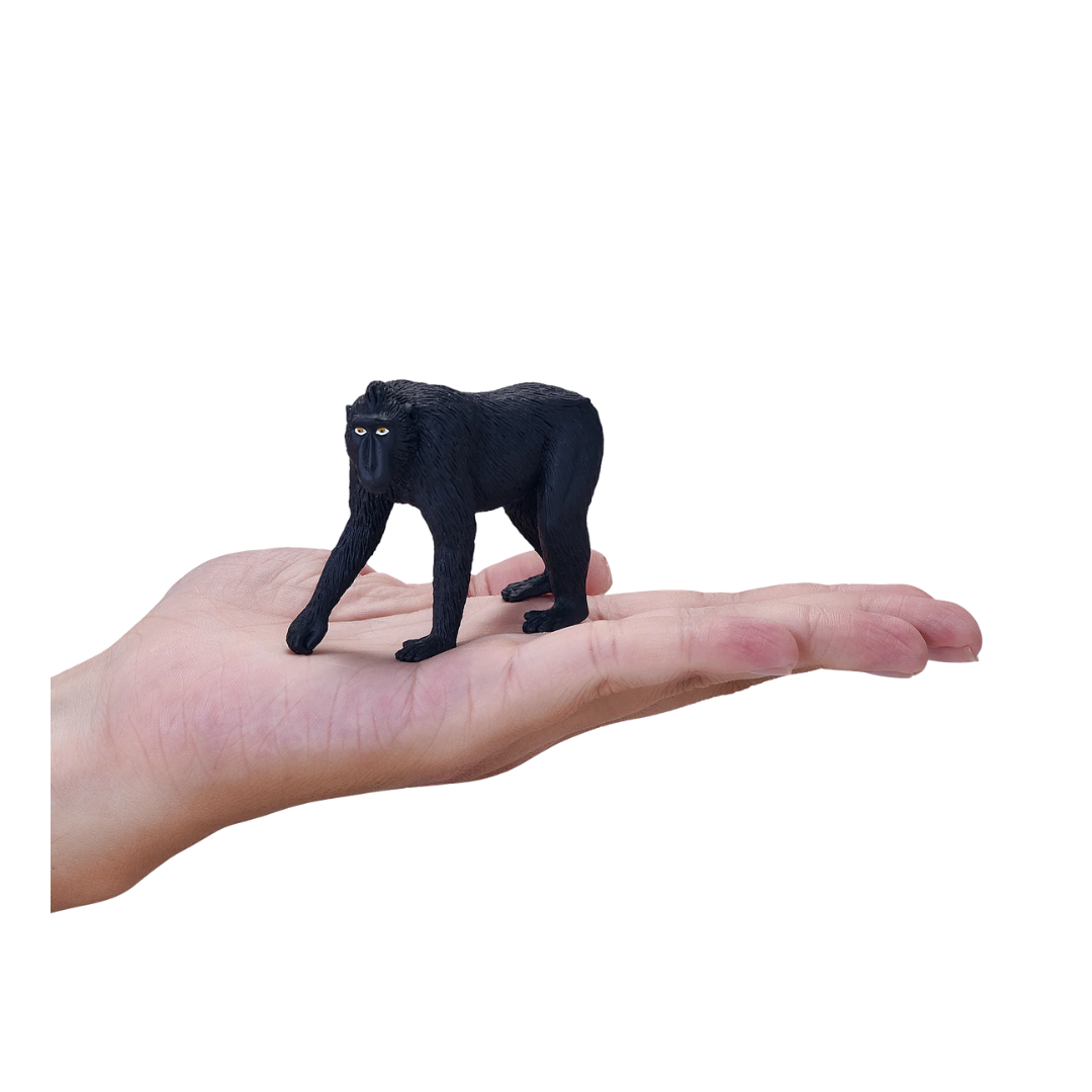 Black Crested Macaque - M