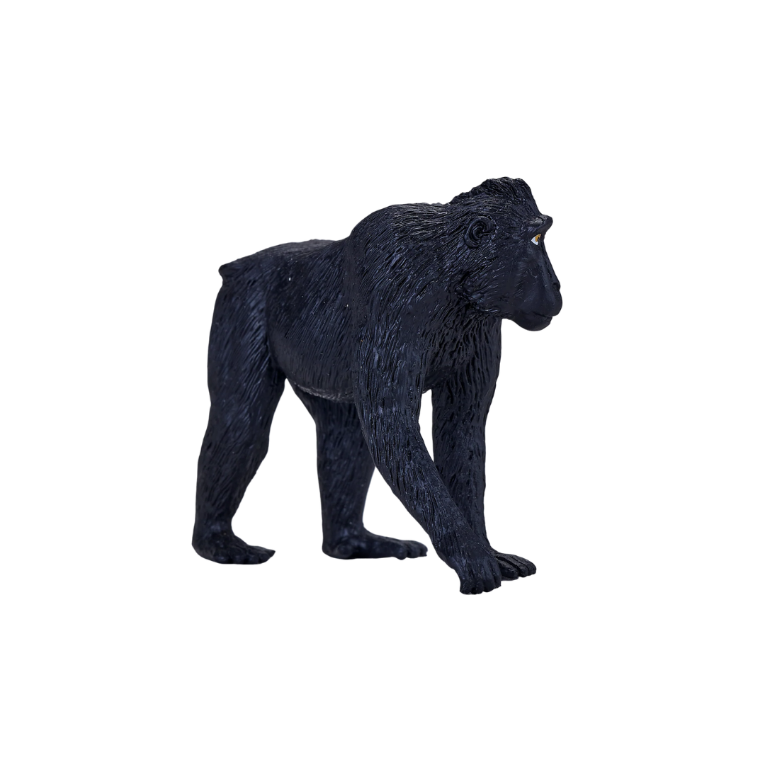 Black Crested Macaque - M